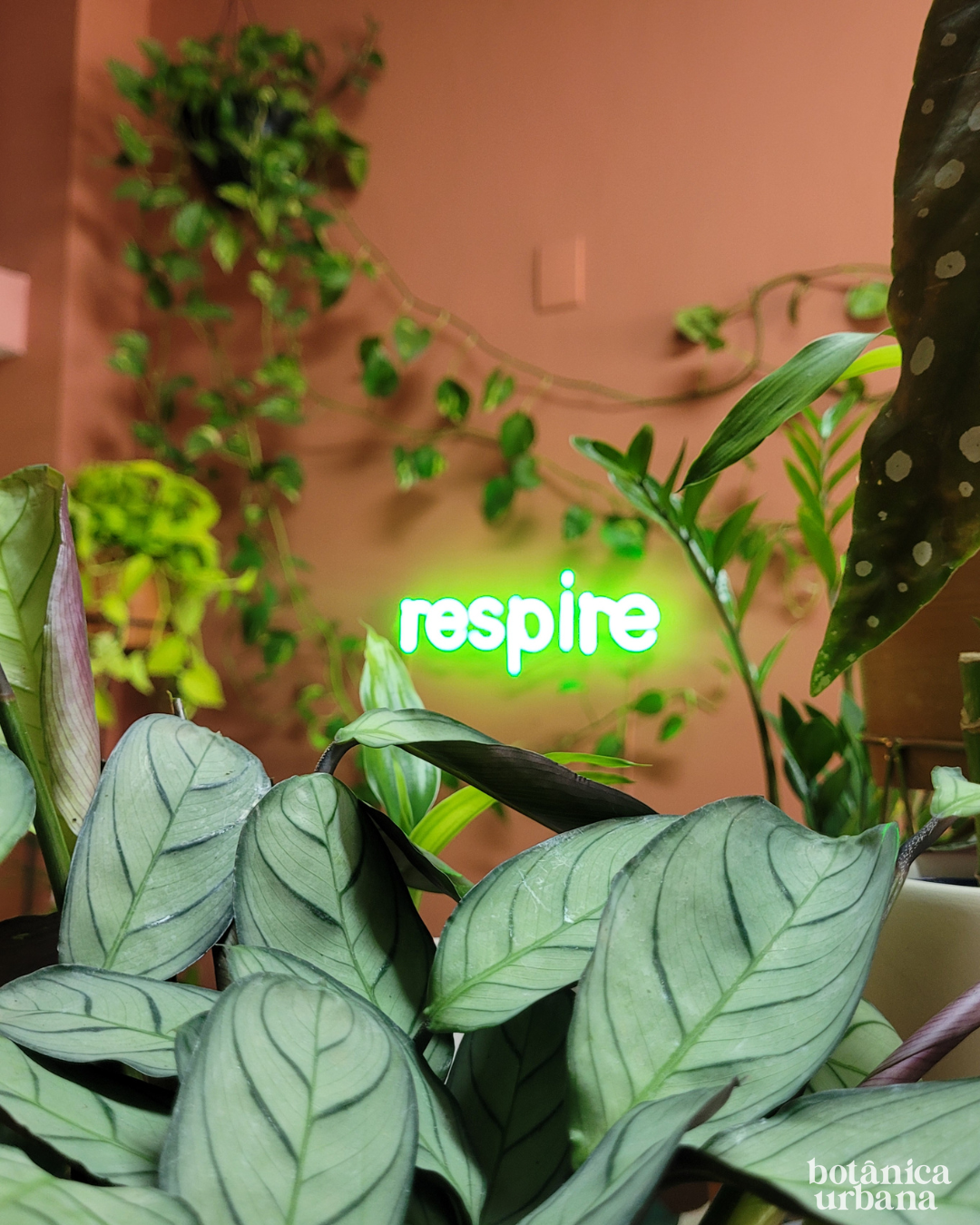 Interior da loja Botânica Urbana